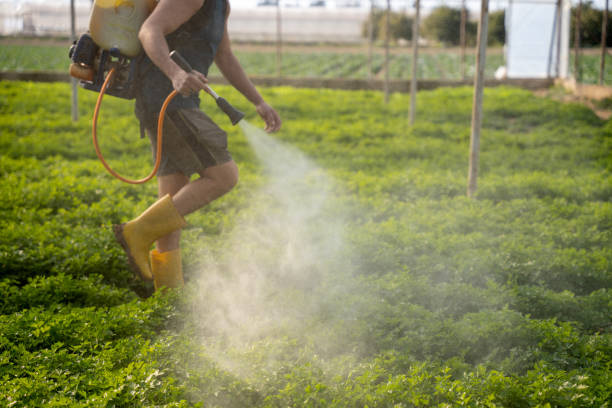 Best Local Pest Control Services  in Middleport, NY