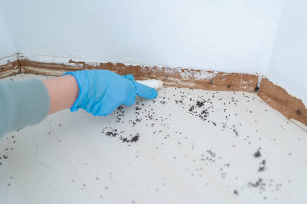 Best Best Pest Control Companies  in Middleport, NY